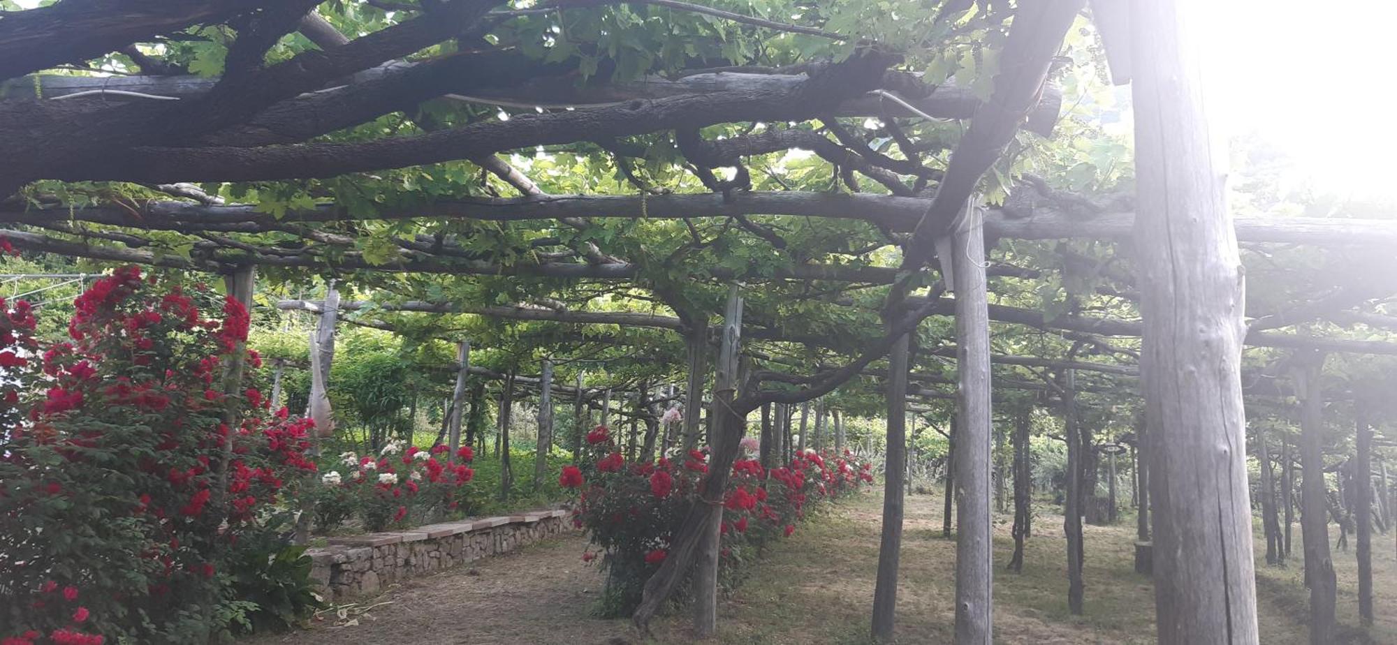 Agriturismo Mare E Monti Tramonti Bagian luar foto