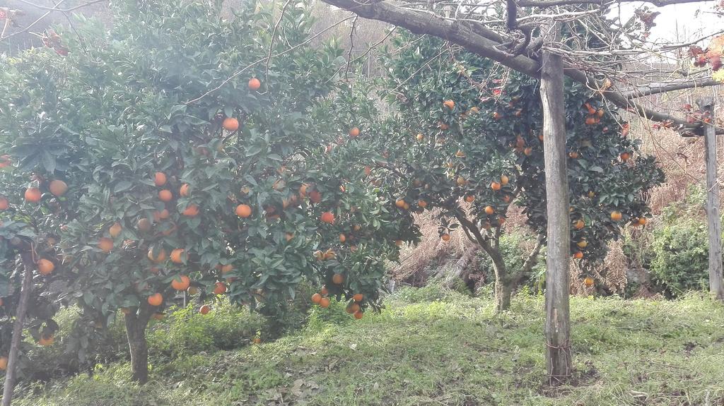 Agriturismo Mare E Monti Tramonti Bagian luar foto
